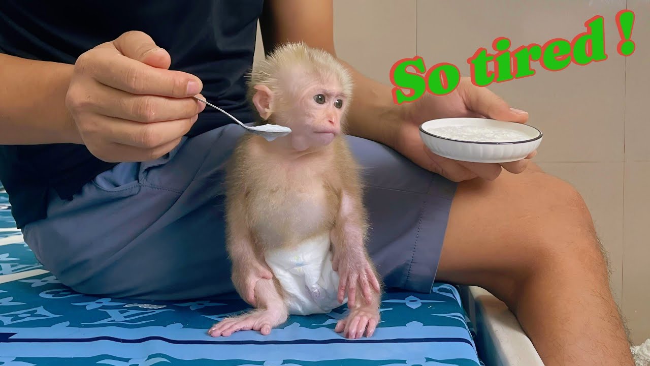 Baby Monkey Lulu is very tired, and Tam gently comforts her with all his heart.