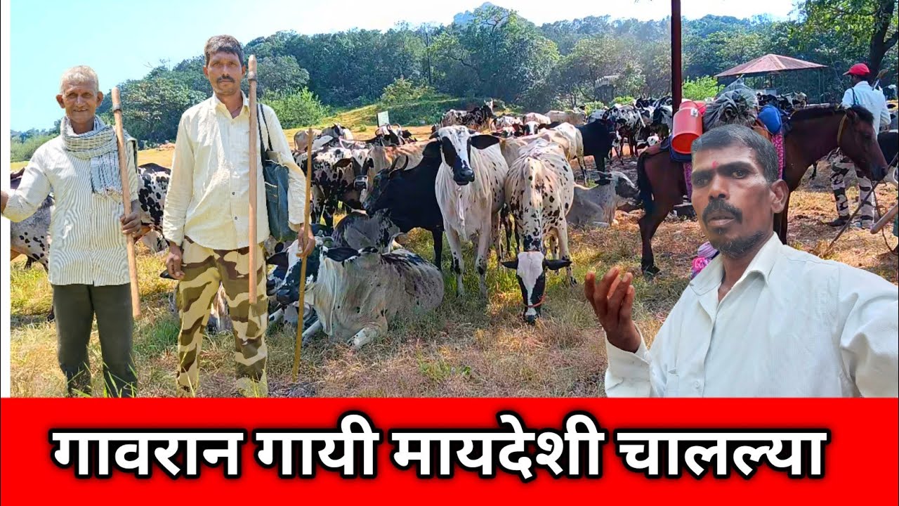 गावरान गायी मायदेशी चालल्या/ram aditya marathi blog 