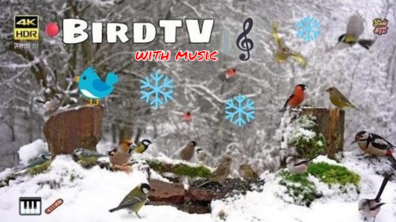 Relax Piano Music with Birds in Winter Nature 🐦🎹📺4K HDR ♫ 5.1
