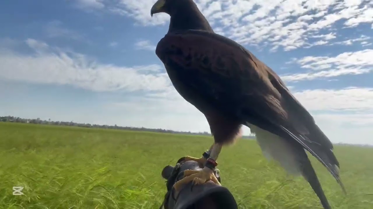Harri hawk hunting EP21🦅🦢#reels #shorts #shortvideo #Goshunting#goshawk