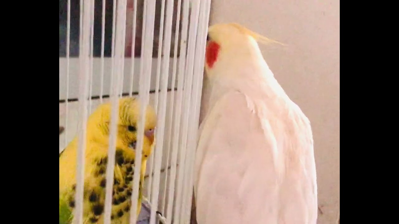 朝の日課はエンドレスミッキーマウスマーチ^ ^