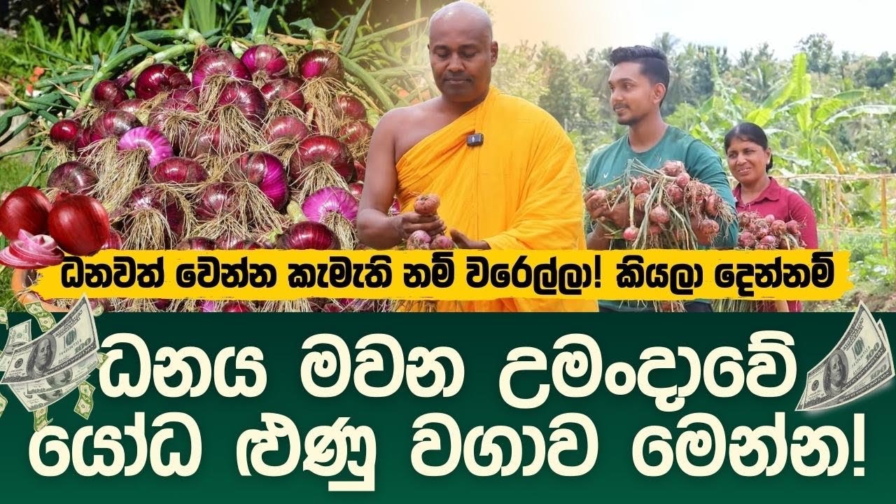 ධනය මවන උමංදාවේ ළූණු වගාව