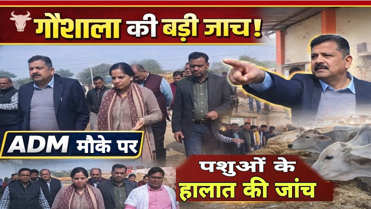 रामपुर मथुरा की बृहद गौशाला में ADM न्यायिक की जांच | पशुओं की संख्या से लेकर चारे तक की हुई पड़ताल