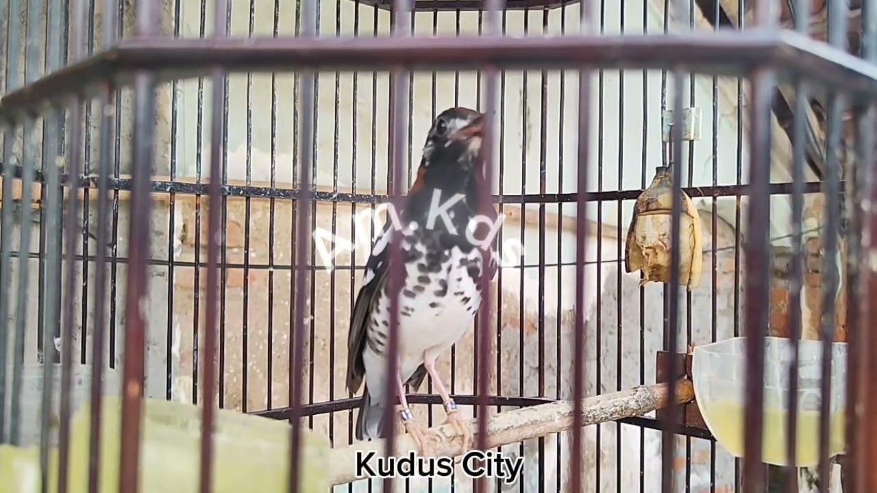 Pancingan Burung Anis Kembang || Plontang 19.12.2025