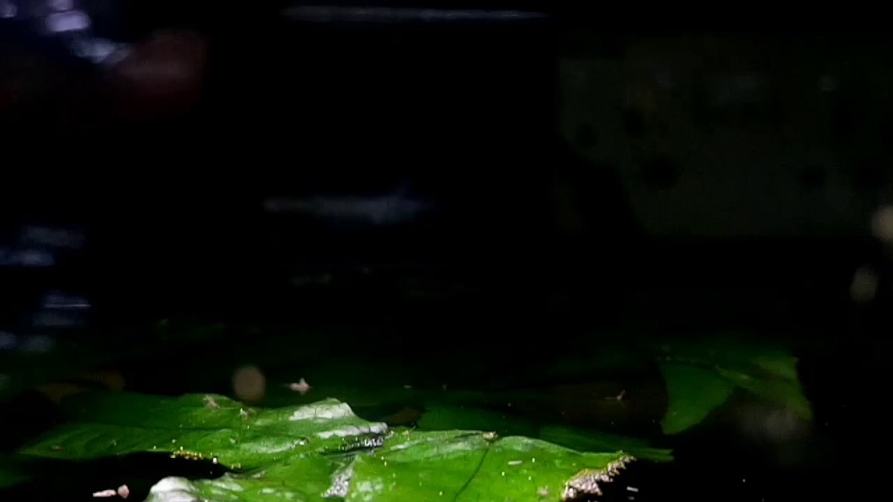 Betta api api tendering nest