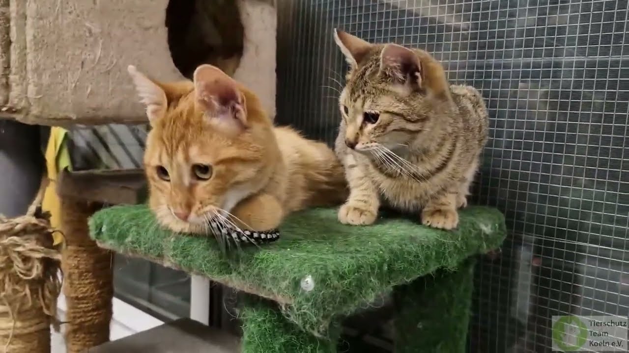 Ginger und Tommy das Duo