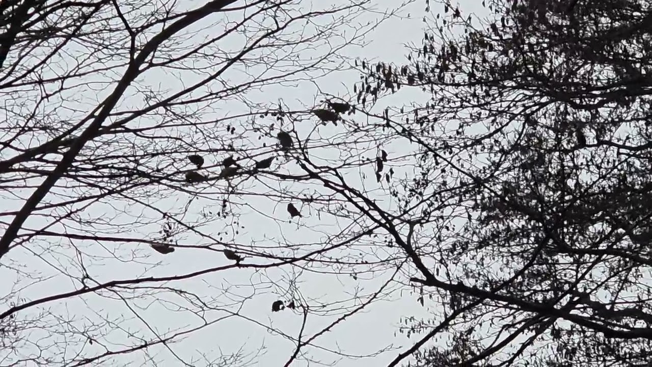Brook Hollows birds scared off by a Buzzard