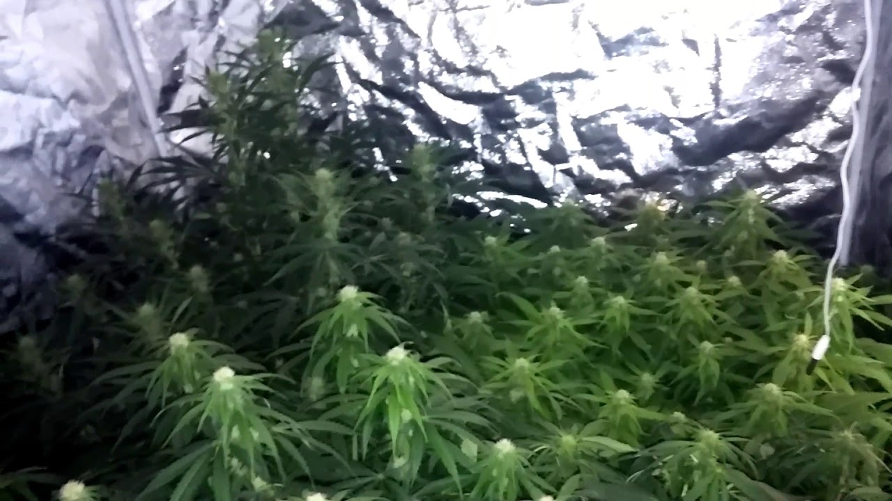 4x4 grow