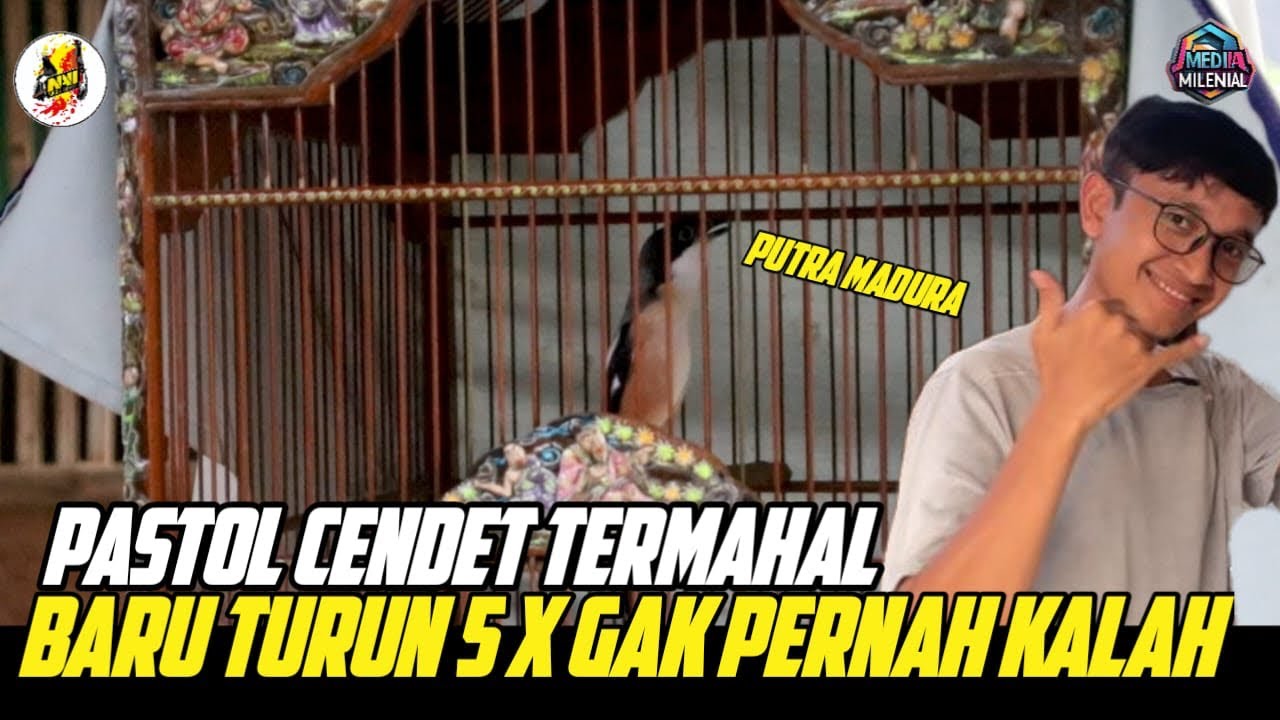 CENDET PASTOL PUTRA MADURA 5X EVENT TAK TERKALAHKAN‼️