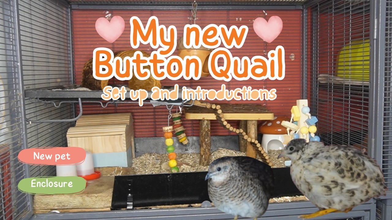 Meet My New Button Quail 🐦 | Enclosure Setup & Introductions