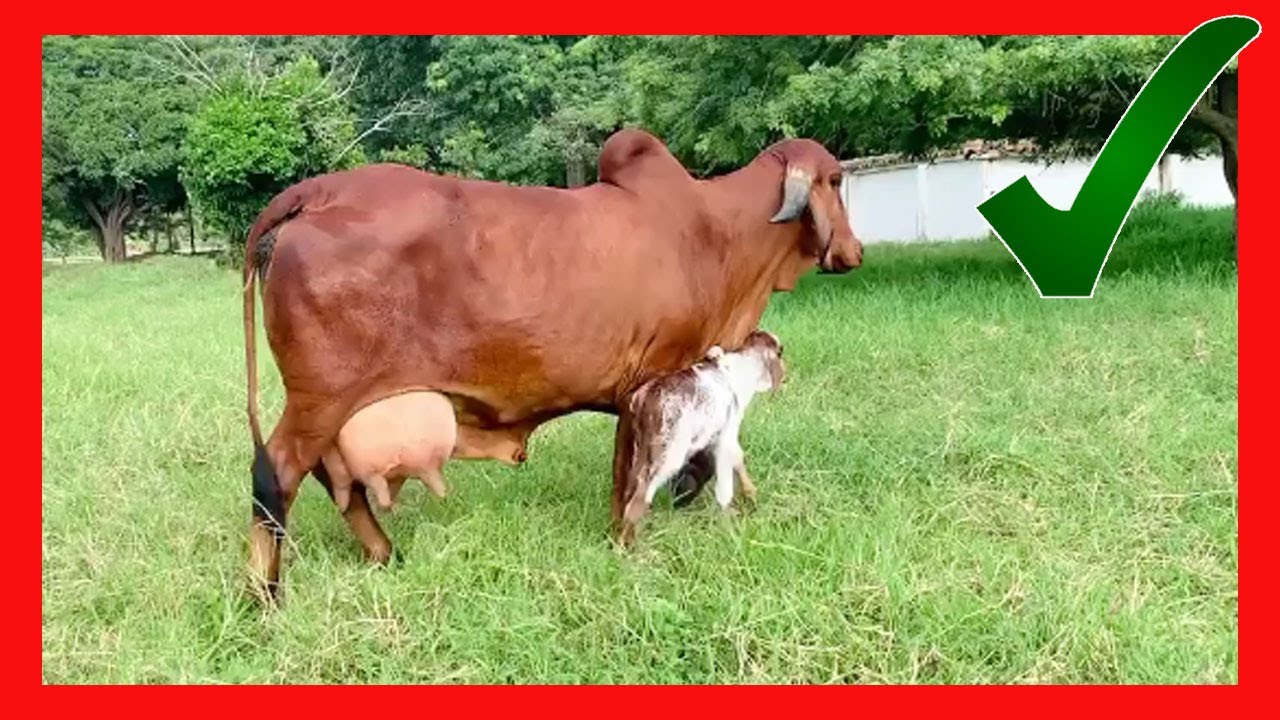🔴  GYR vacas Lecheras Y BRAHMAN &reg;️ Rancho Los Cedros SPR de RL 1
