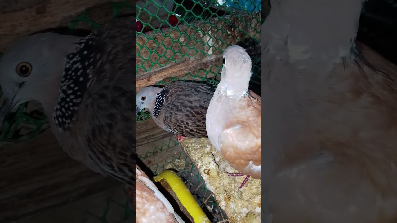 Wow#reels #beautiful #nature #great #nice#Dove#wonderful
