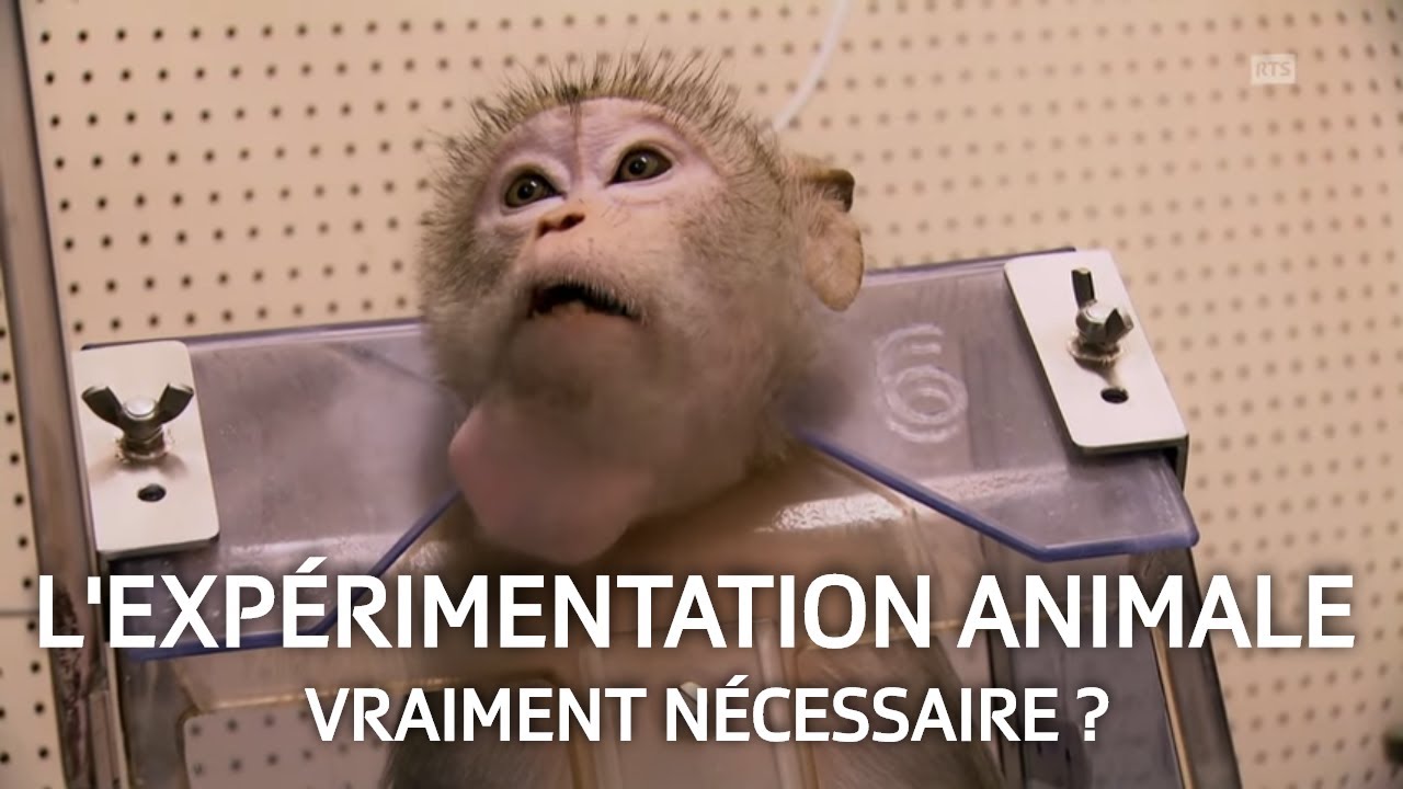 Tests sur les animaux - Sont-ils encore nécessaires ? | 36.9°