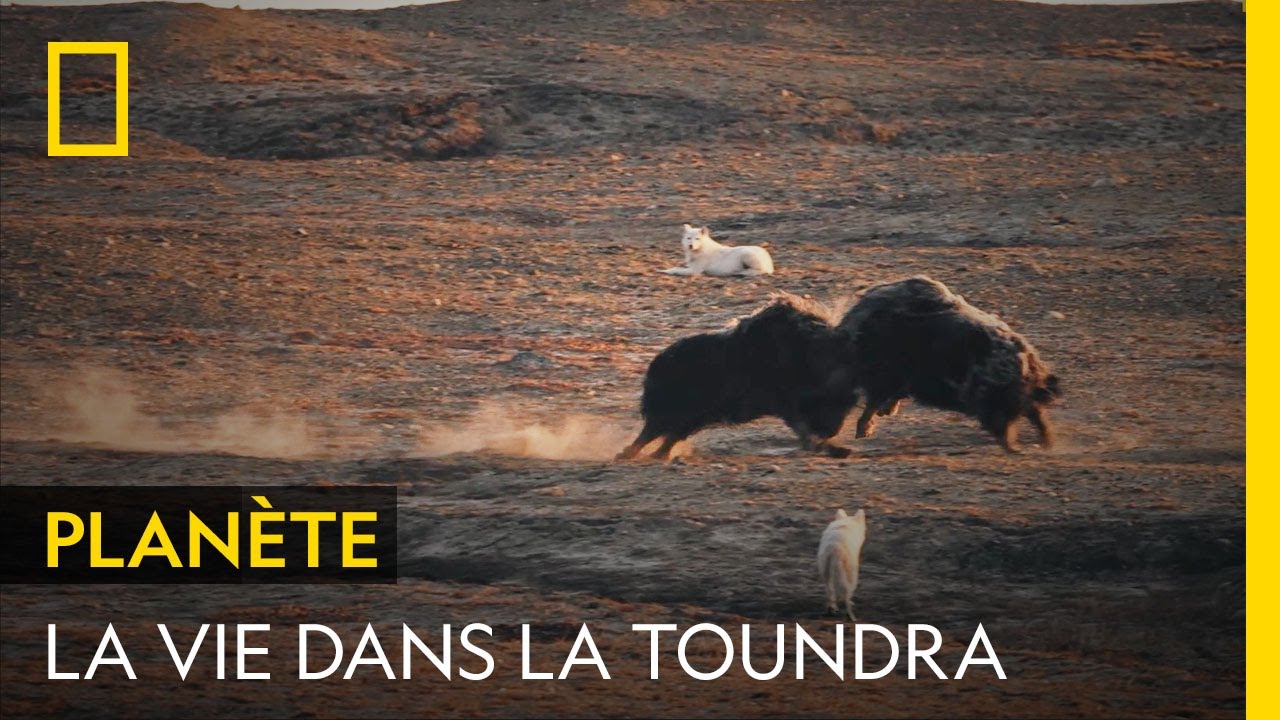 La vie d'une meute de loups dans la dureté de l'Arctique canadien