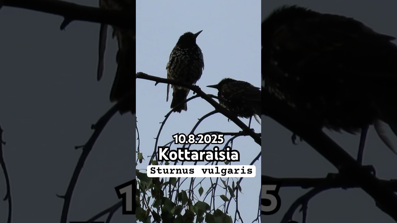 #suomenluonto #kes&auml; #suomenlinnut #kottarainen