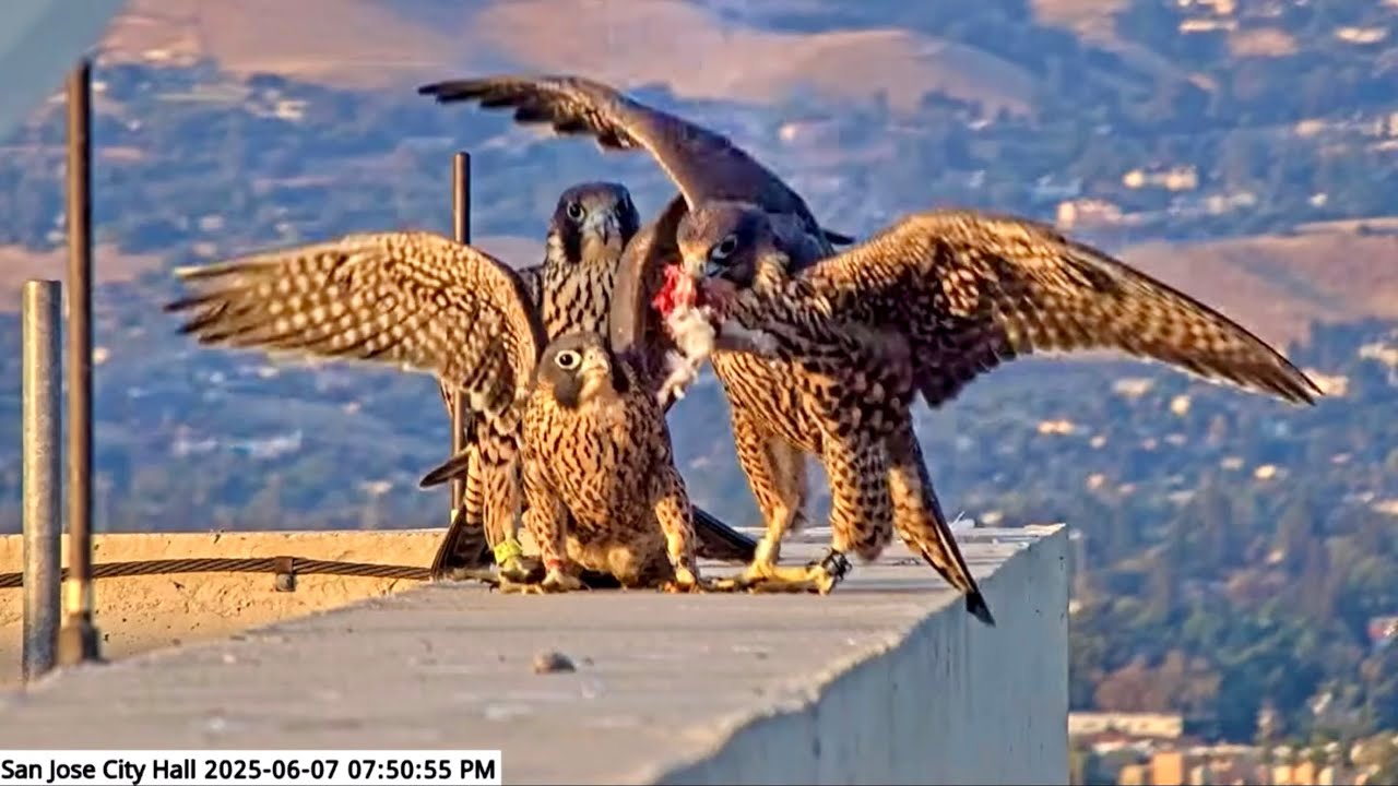 San Jose CH Falcons 🪽 Raucous Rooftop Food Fight 🥊 All 4 Chicks Win 🏆 2025 Jun 7