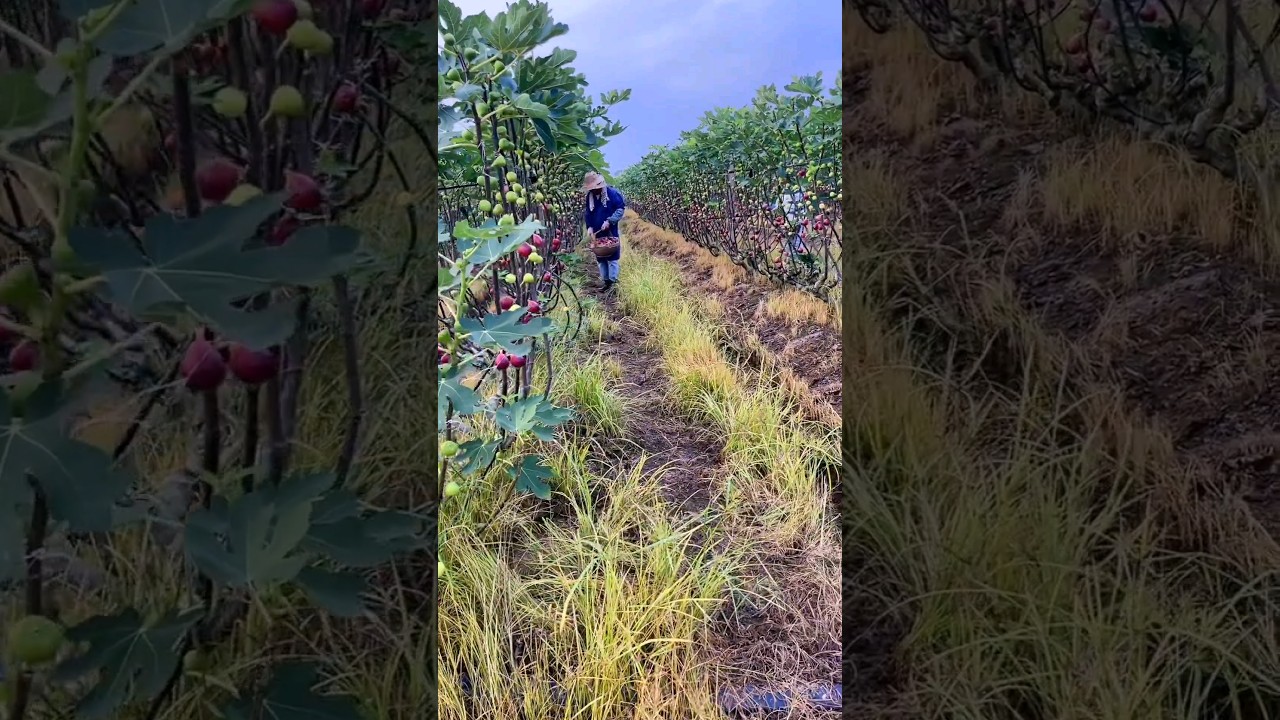 Fresh Fig Harvest Beautiful Garden #fruit #agriculture
