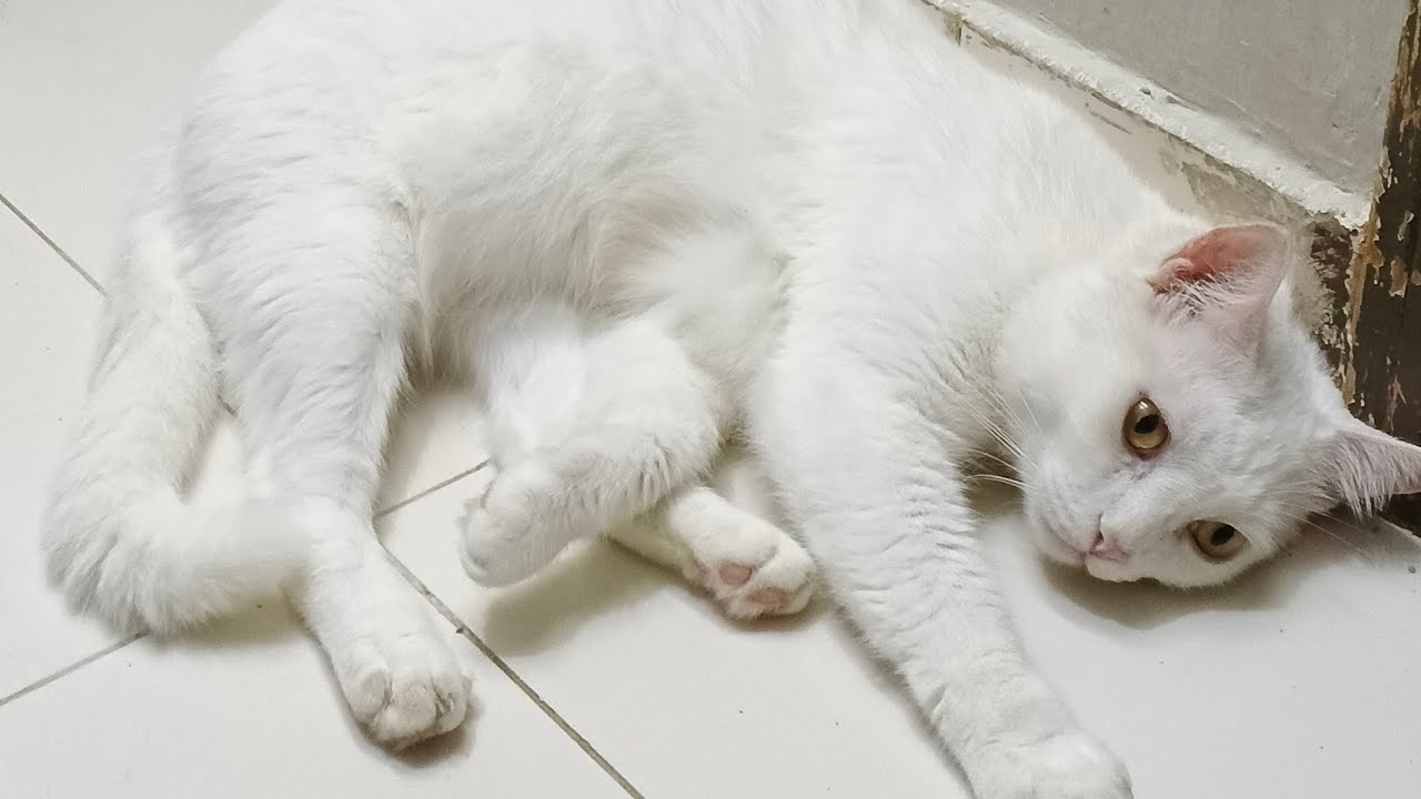 Goldie and kittenss is live!