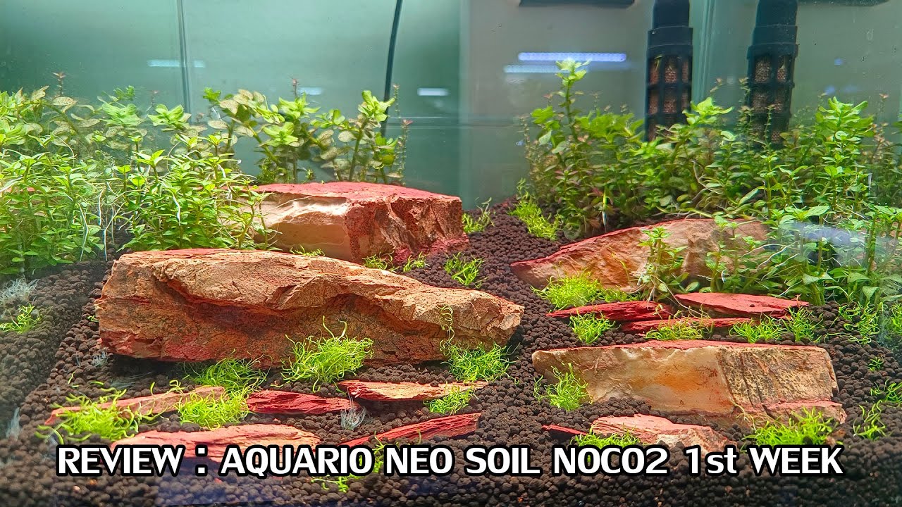 REVIEW : AQUARIO NEO SOIL NOCO2 1st WEEK