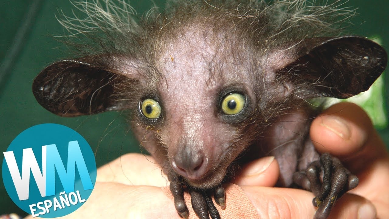 ¡Top 10 Animales INOFENSIVOS más TEMIDOS!