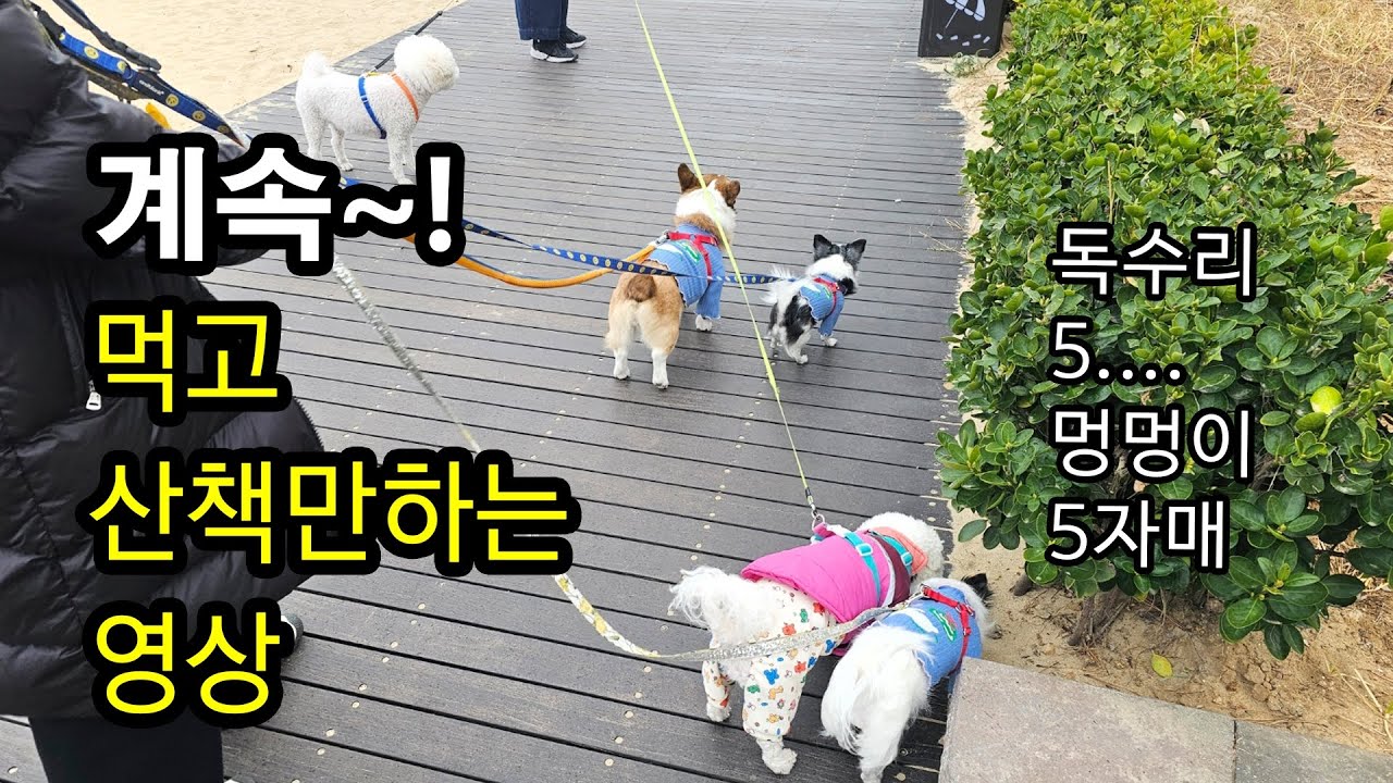 동해따라 쭉올라가는 캠핑카여행/애견동반/동해먹방