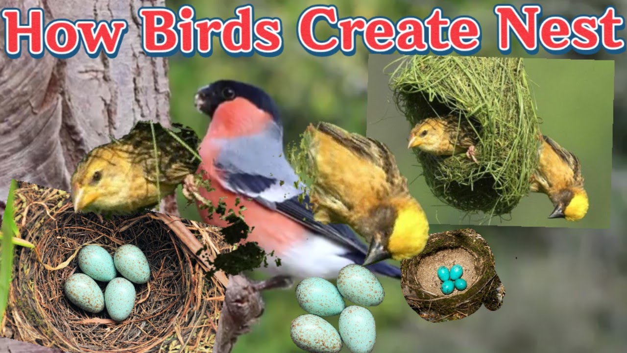 how birds create nests | birds nest crate video | @deshkimirror