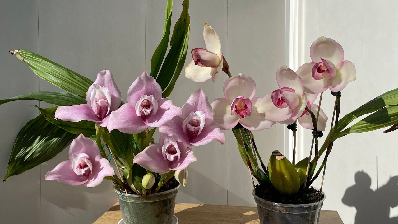 Расцветай на всю!!!!!