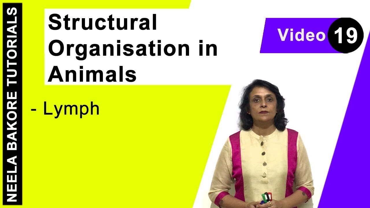 Structural Organisation in Animals | NEET | Lymph | Neela Bakore Tutorials