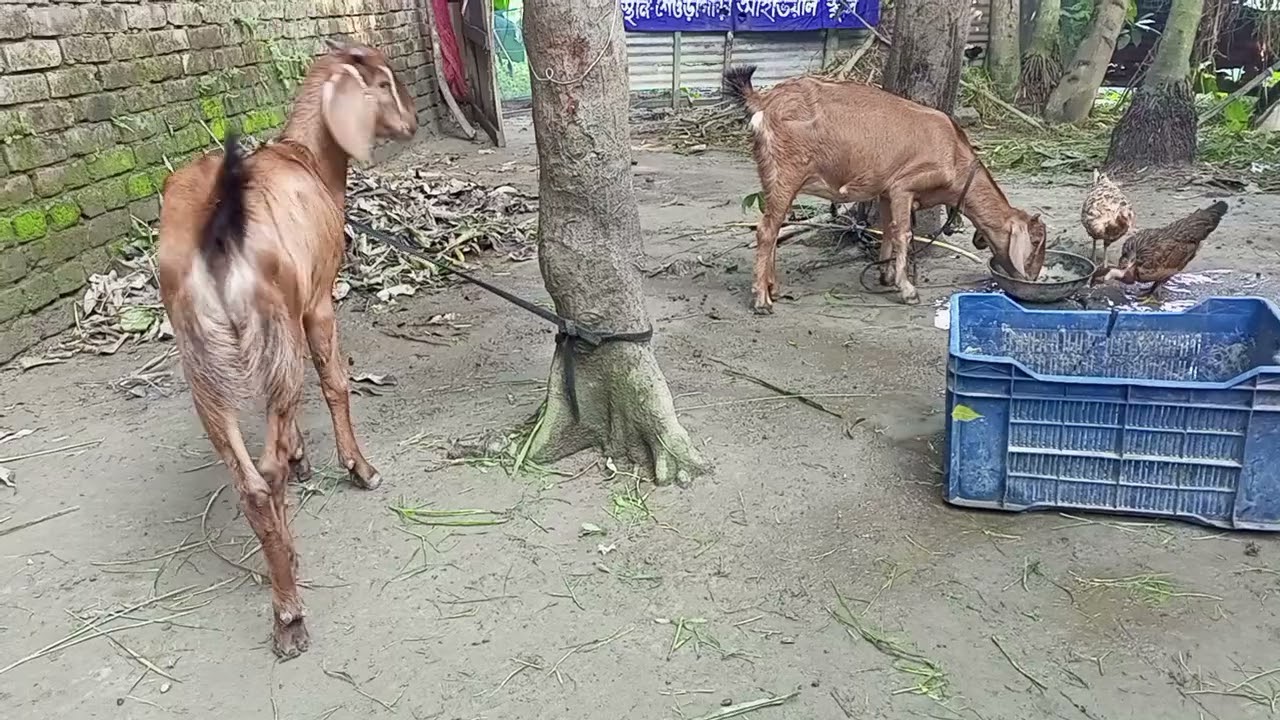 দুইটা ছাগল আর কিছু মুরগি