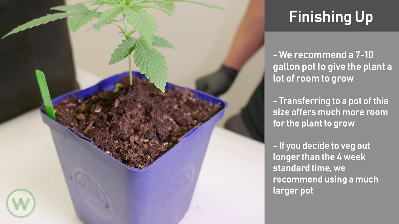 Choosing pot sizes for Organic growing