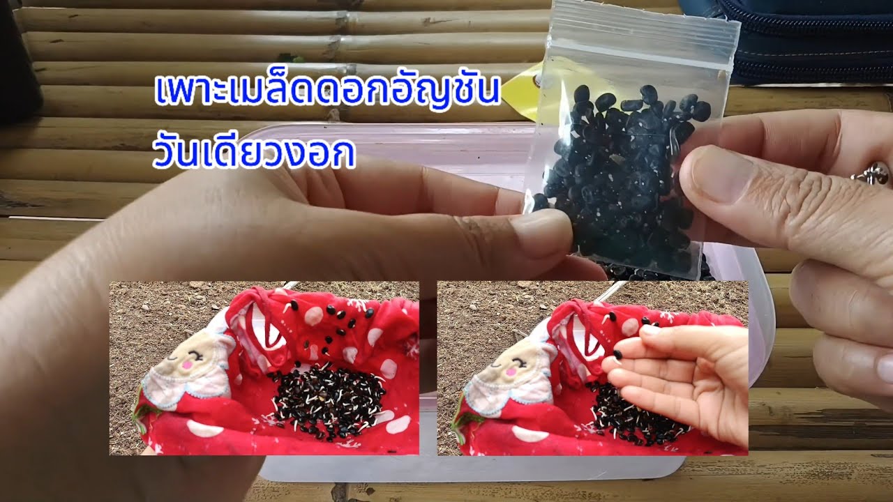เพาะเมล็ดอัญชันวันเดียวงอก