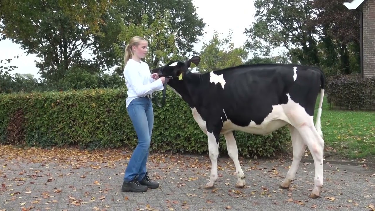 W B Fokkerijstichting Kalveren 2025  HD
