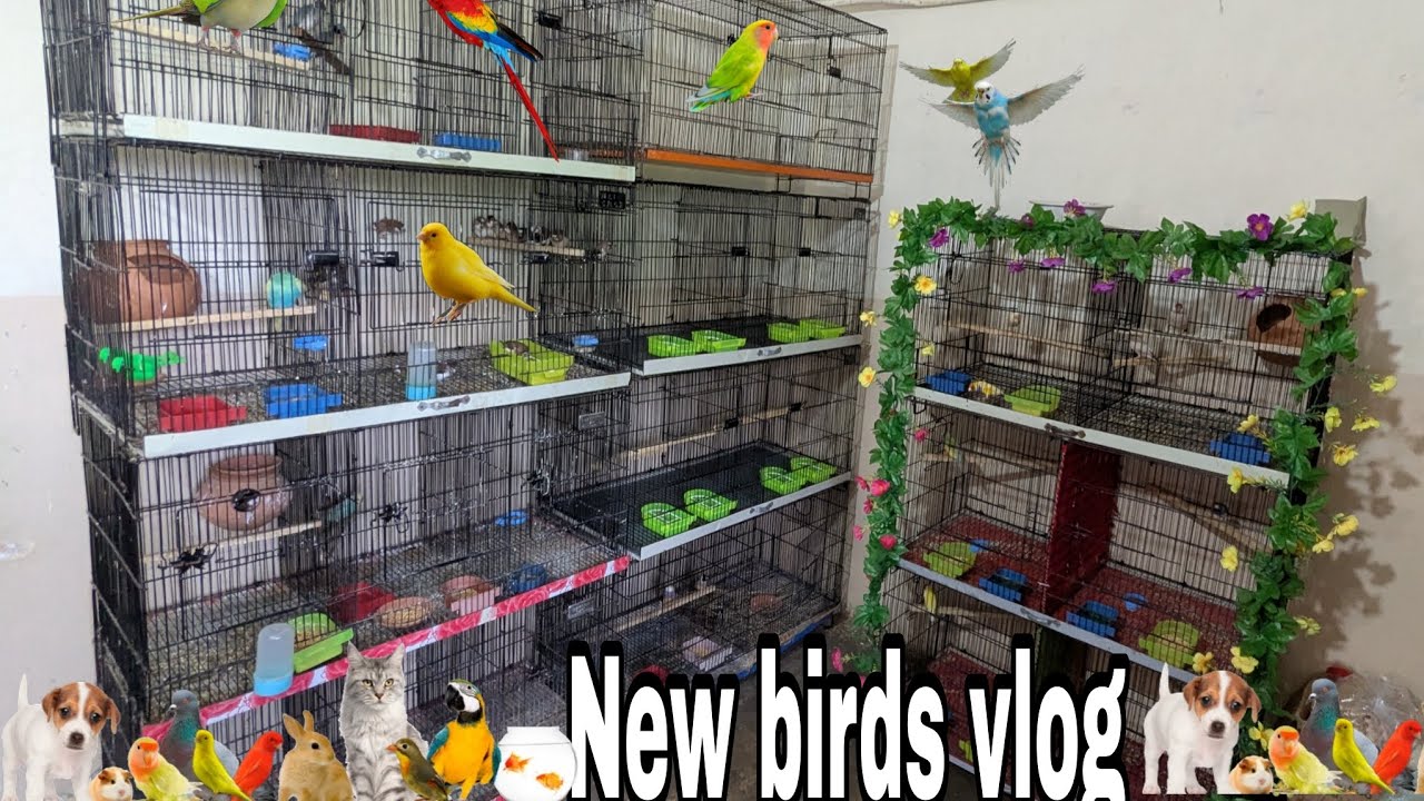 Finally I am back on YouTube Birds/pets vlog 