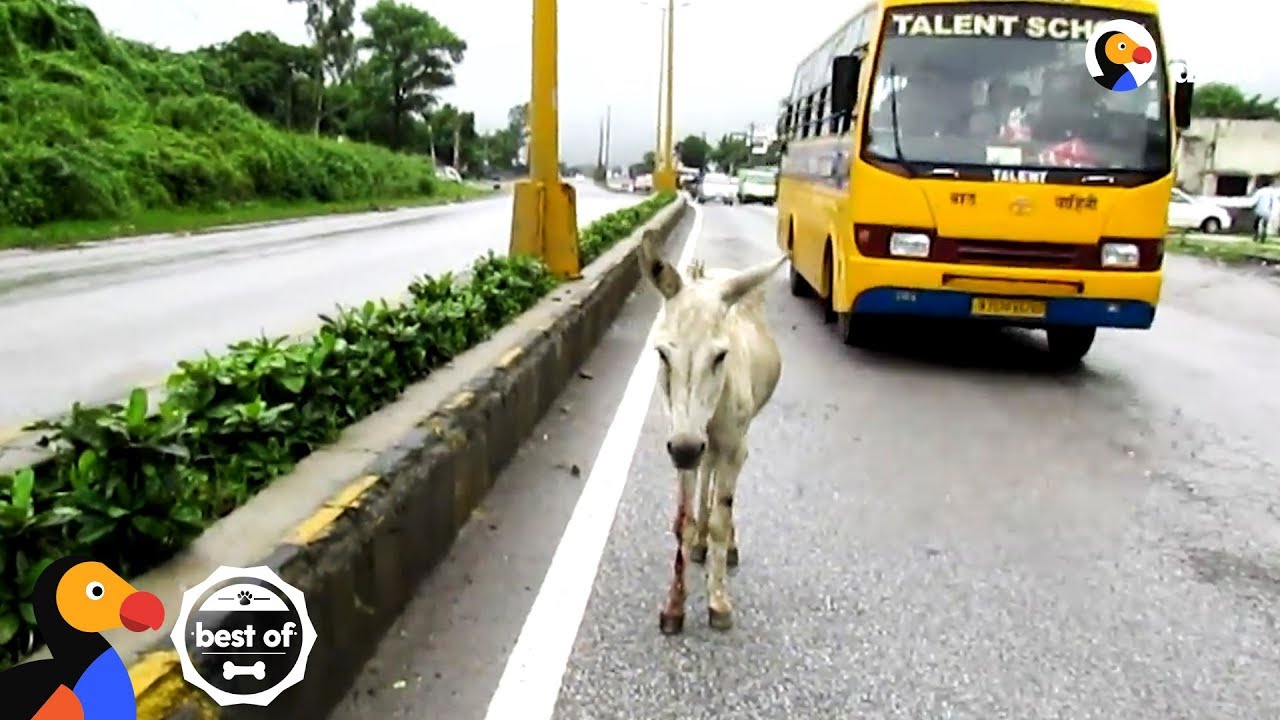 Animals Trapped In Traffic Get Saved By Brave People | The Dodo