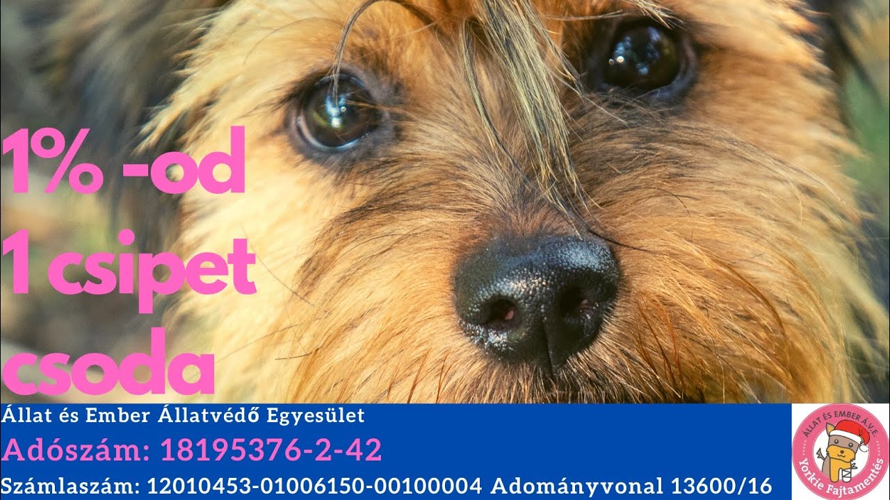 Állat és Ember Á.V.E. Yorkie fajtamentés