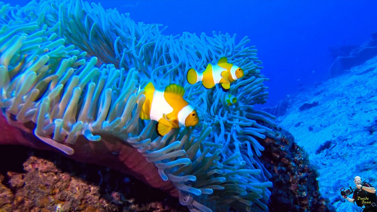 Indonesia. Raja Ampat (October 2022). Pesce Pagliaccio Ocellato (Amphiprion ocellaris). (4K).