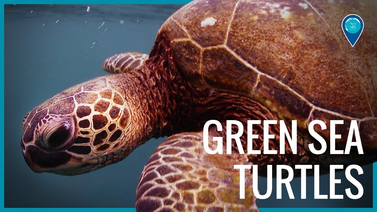 Honu (Green Sea Turtle)