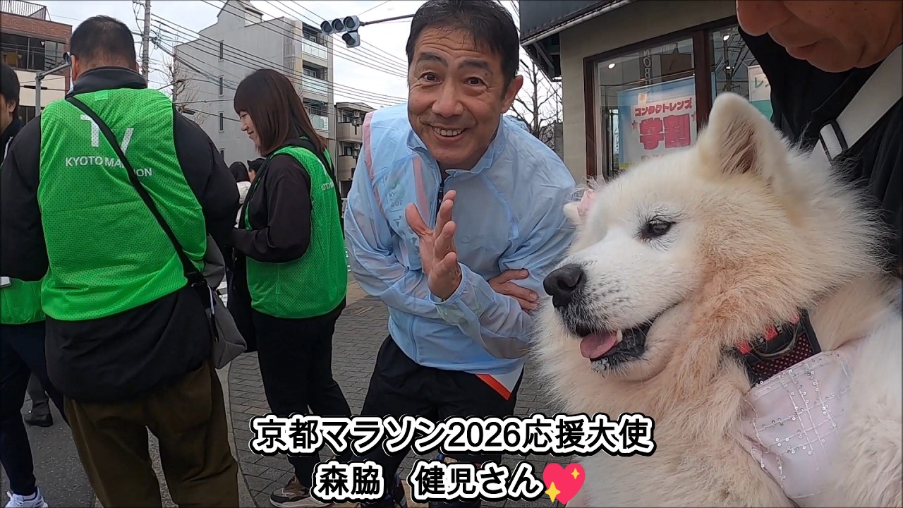 サモエドさくら💖京都マラソン2026舞妓さんも応援！歴史ある街並みを走るランナー達🐶💖✨🐶🐕🐩💖