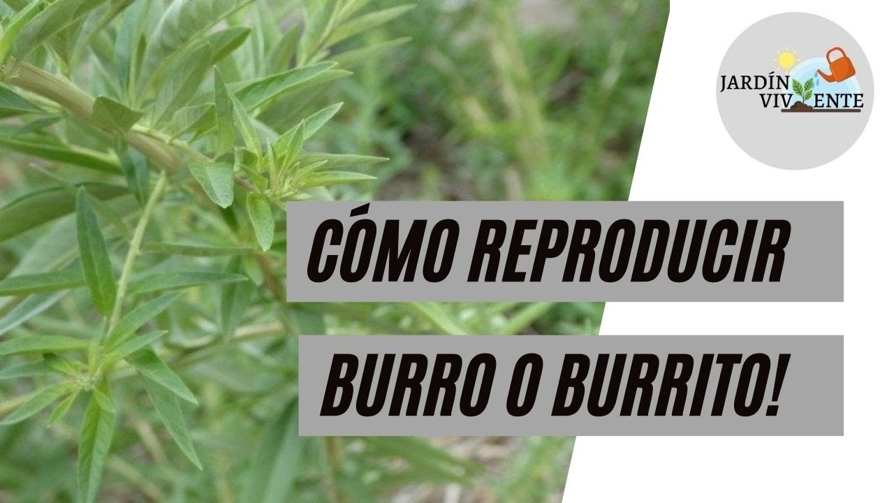 Cómo reproducir burro o burrito. Método fácil y rápido sólo con agua