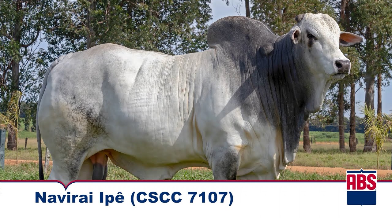 NAVIRAI IPÊ (CSCC 7107) - Touro Nelore ABS