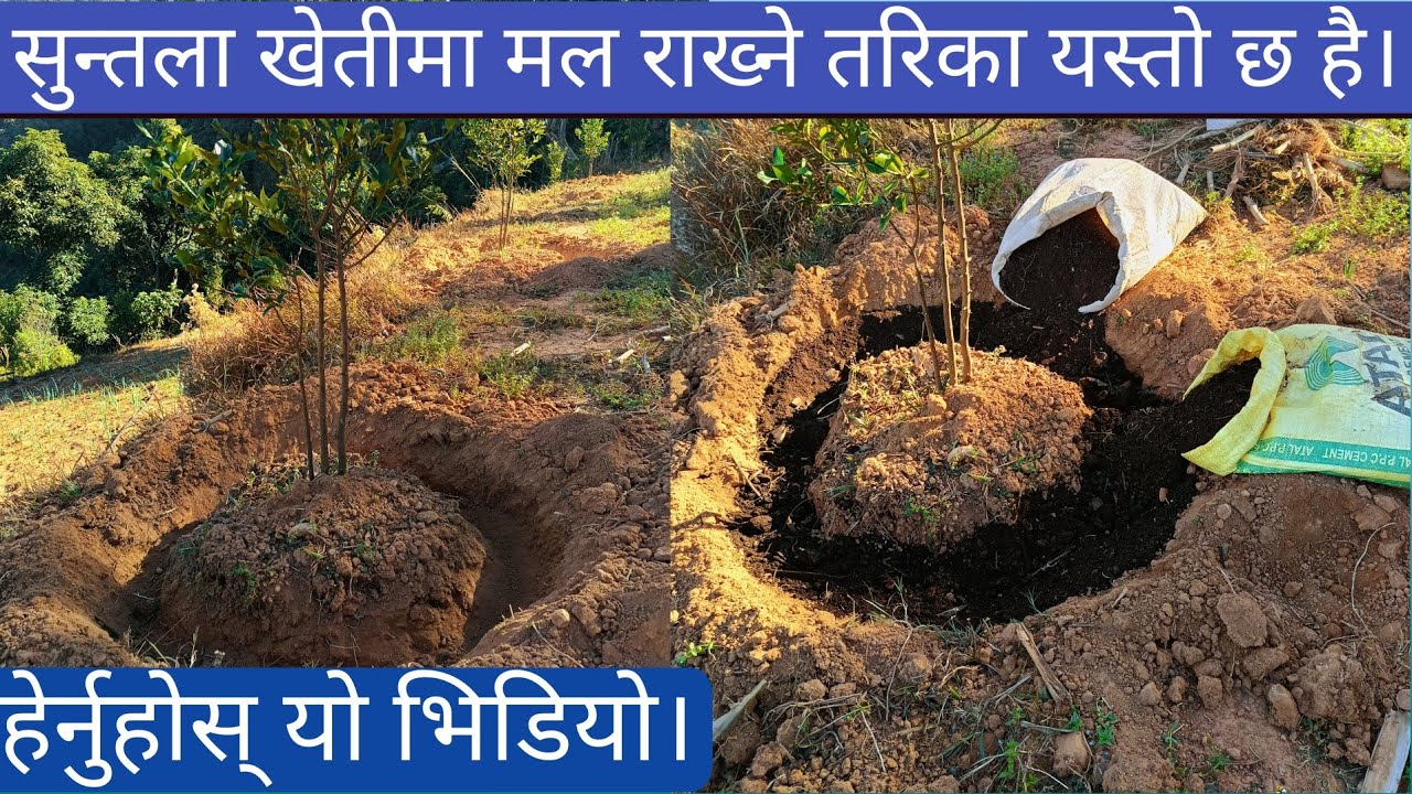 सुन्तला खेतीमा मल राख्ने तरिका यस्तो छ है|Orange Farming in Nepal||Suntala Kheti garne tarika 