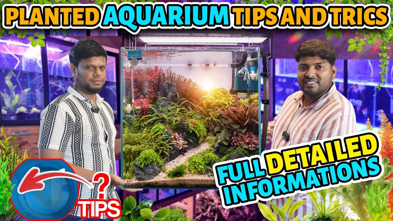 Planted Tank Setup Tips For Beginners | Best Planted Aquarium Shop in Chennai | Fish & Bowl Chennai