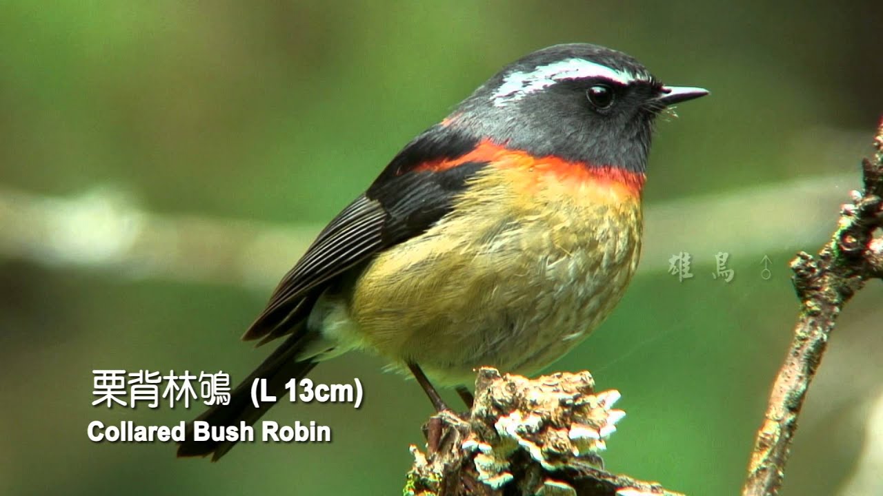 2015台灣特有種野鳥27新版