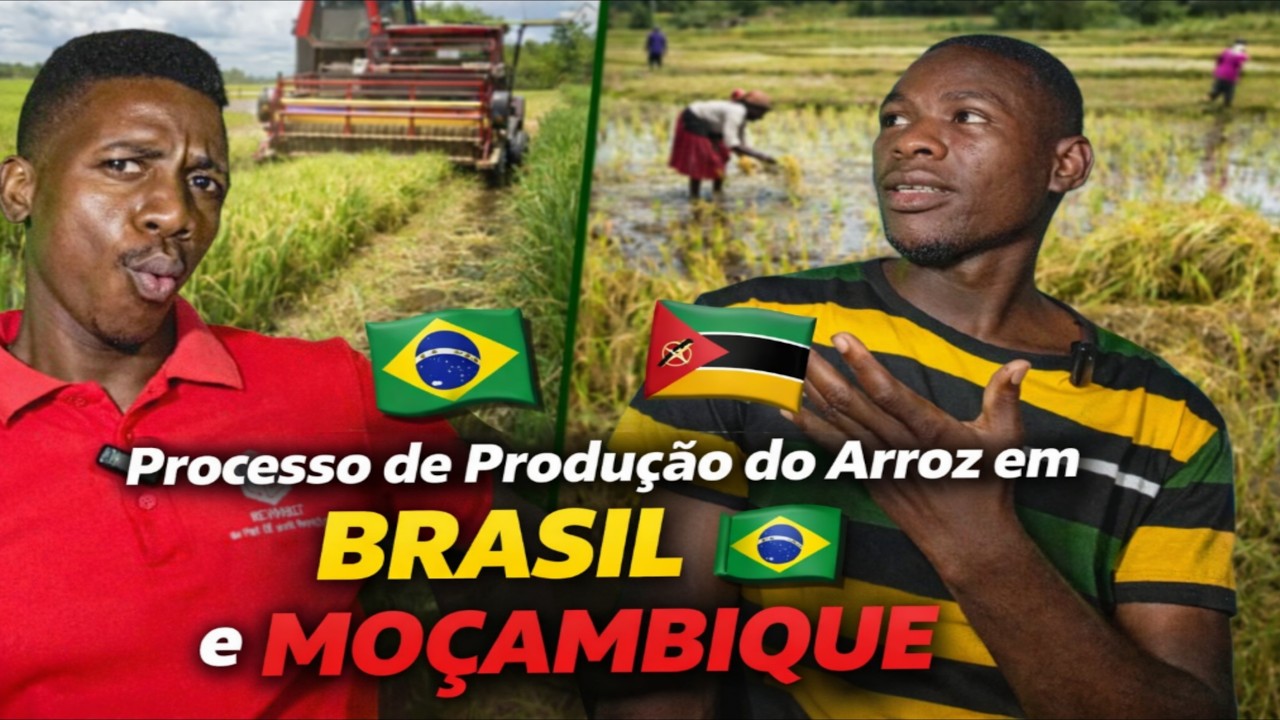 A Verdade Sobre a Produção do Arroz no Brasil 🇧🇷 e em Moçambique 🇲🇿 | Reação 