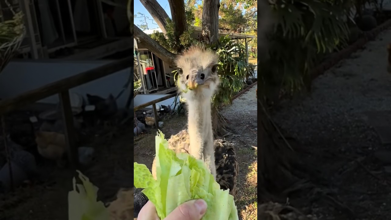 Bonzo has a new home! #animal#nature#farm#farming#Ostrich#texas#birds#bird#cute#pets#pets#shorts