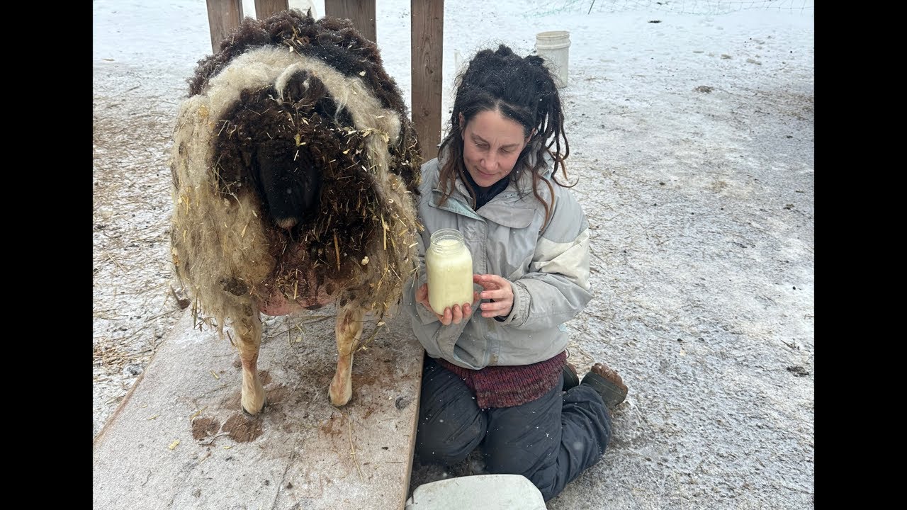 Milking sheep and laundry off grid !!