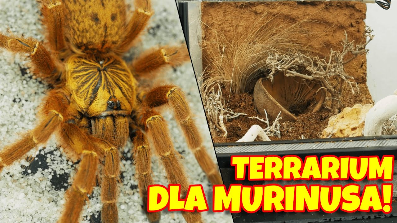 Pterinochilus murinus - aranżacja stepowego terrarium dla ptasznika