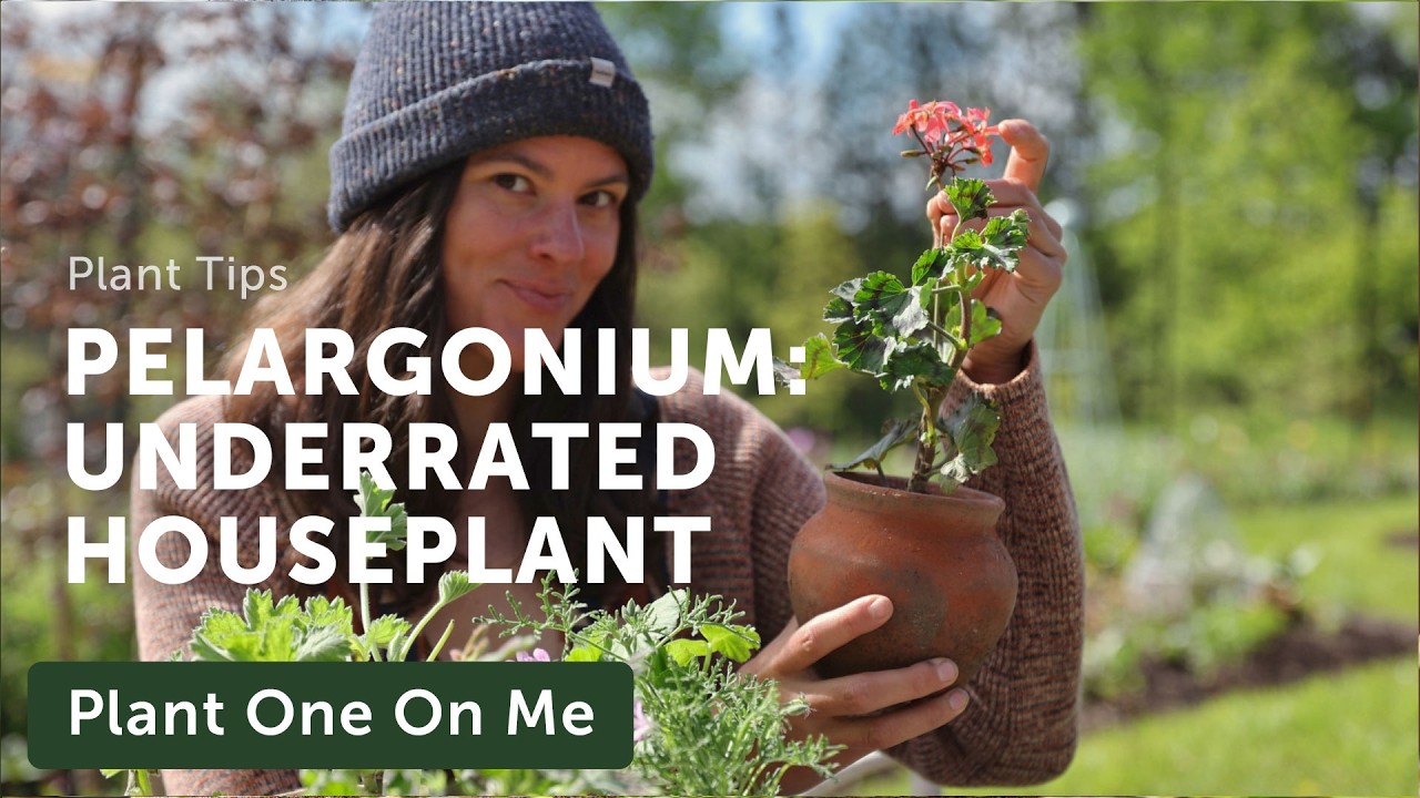 PELARGONIUM: An Underrated Houseplant? — Ep. 415