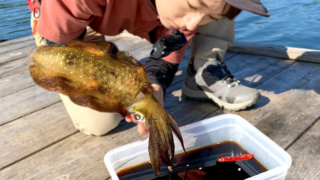 生きたままのアオリイカを醤油で漬け込む。エギングの裏技で釣った！
