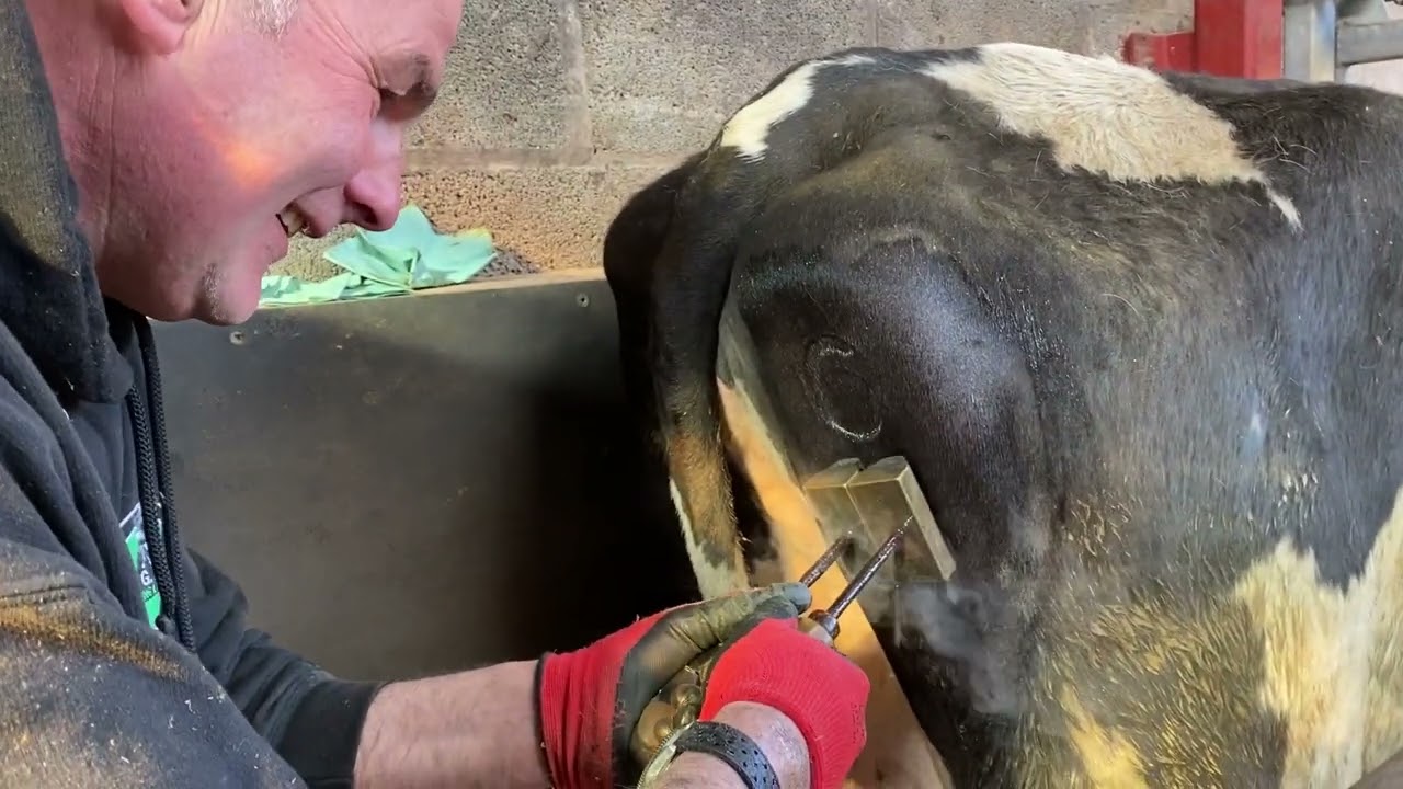Заморозьте клеймение скота 🐄